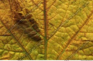 Leaves 0014